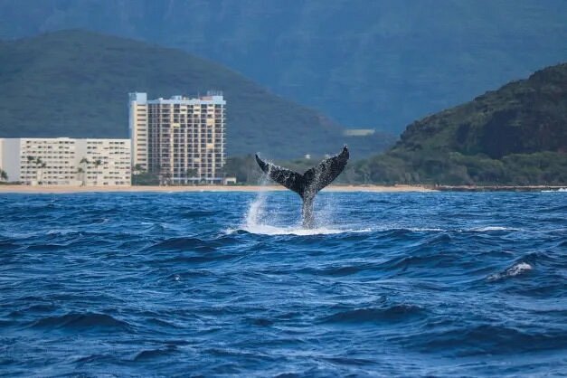 Whale's tail coming out of ocean