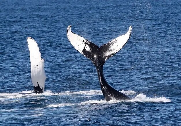 Whales tails sticking out of ocean