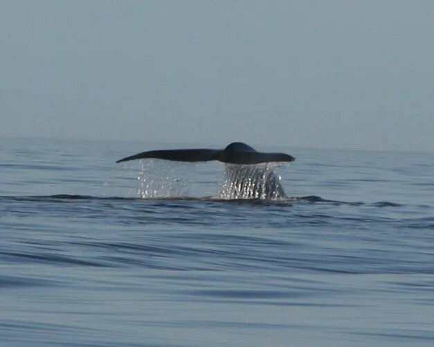 Water dripping from whale's tail