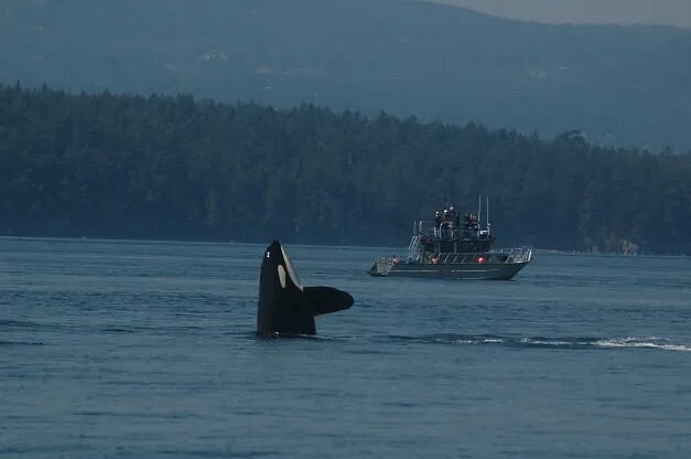 Orca coming out of water with boat in distance