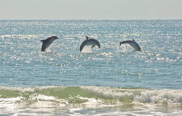 Three dolphins jumping in water