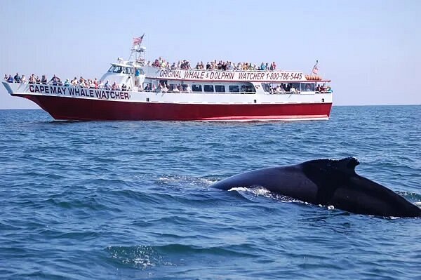 People on boat watching whale swimming