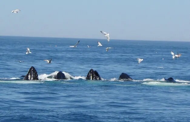 Humpback whales with birds flying above them
