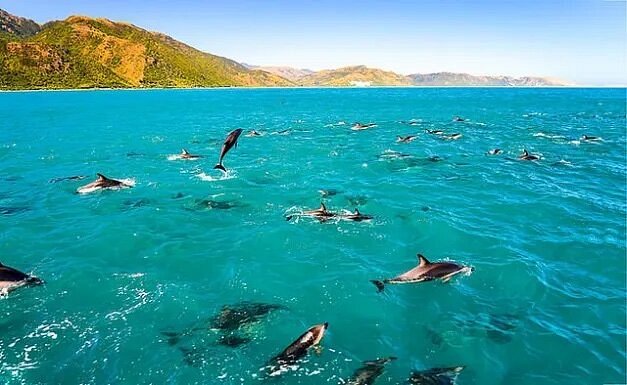 Dozens of dolphins swimming