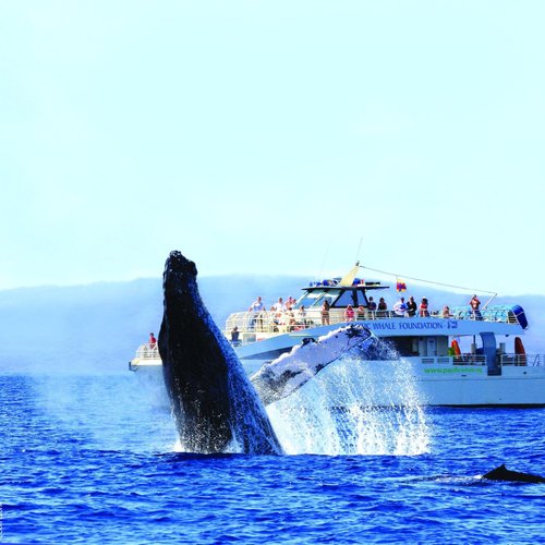 Is Whale Watching In Monterey Worth It? (From Cali Experts) - Fernweh  Foreigner