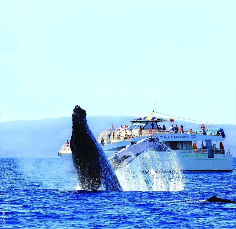 Humpback whale jumping out of ocean with boat tour nearby