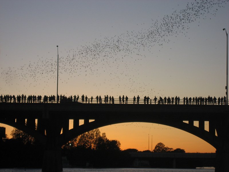 A silhouette of a crowd standing on Congress Bridge with a bunch of bats flying overhead, an orange and blue sunset lighting the background