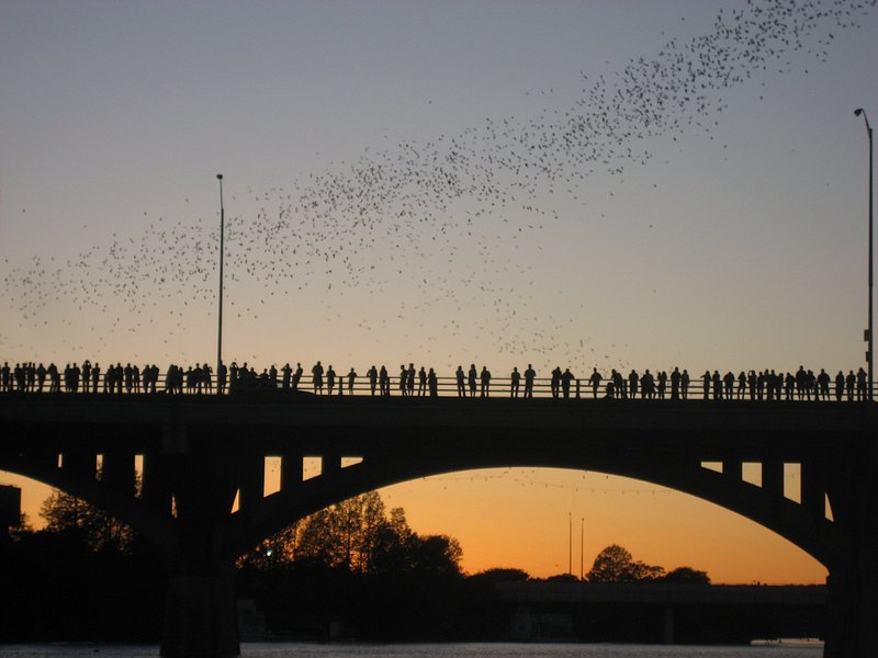 A silhouette of a crowd standing on Congress Bridge with a bunch of bats flying overhead, an orange and blue sunset lighting the background