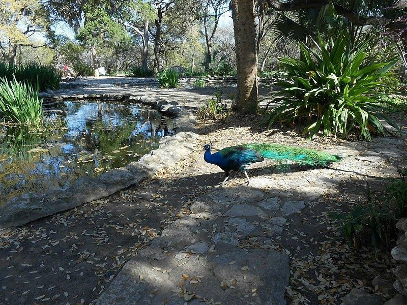 A peacock approaches a pond at Mayfield Park, with a winding stone path and large poky green plants on either side of the bird