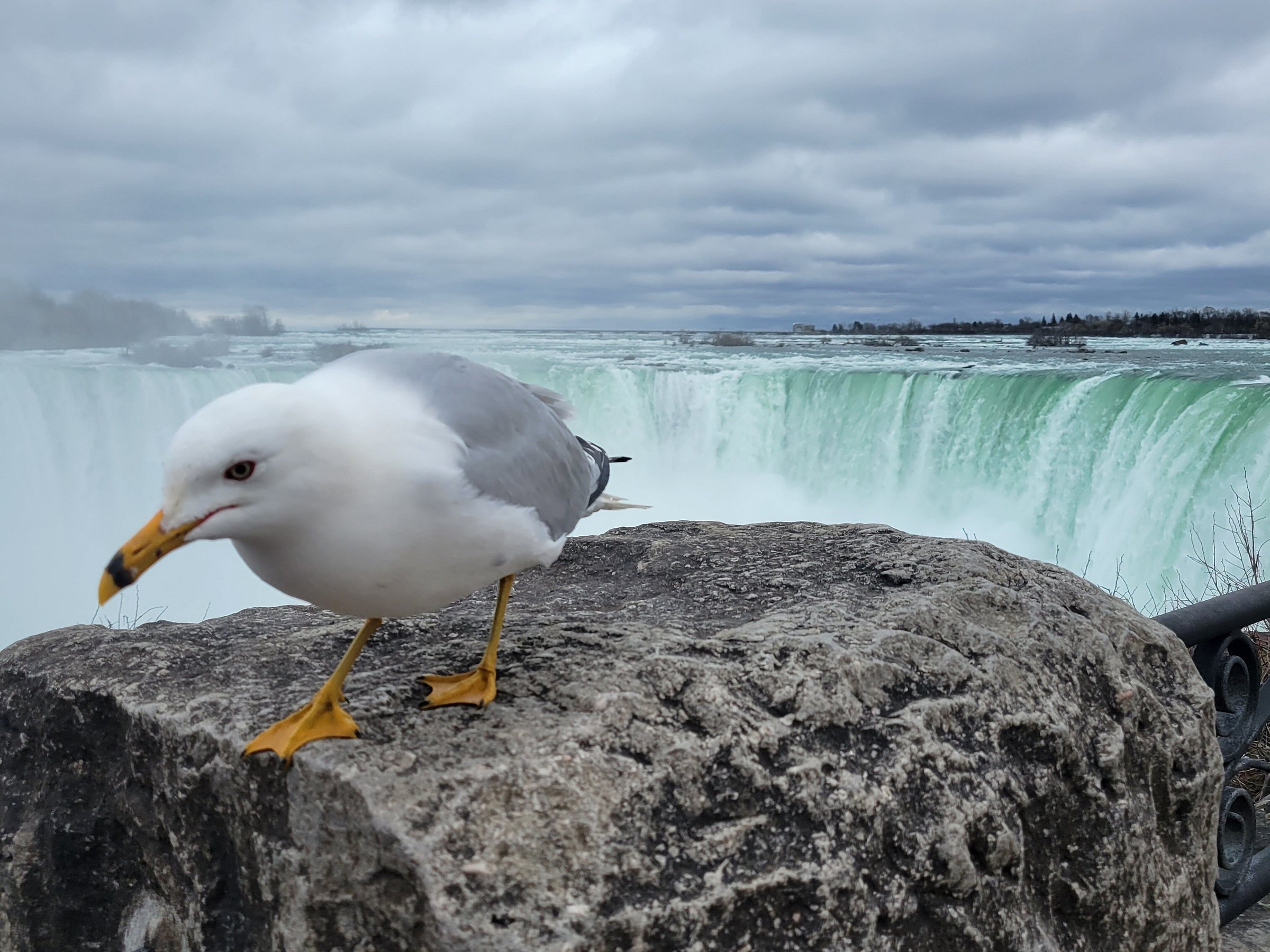 sea sight tours canada