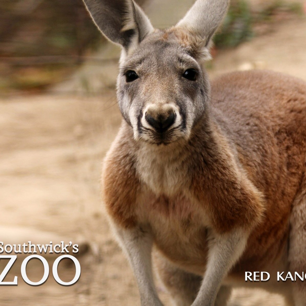 Directions To Southwick Zoo Southwick's Zoo (Mendon) - All You Need To Know Before You Go