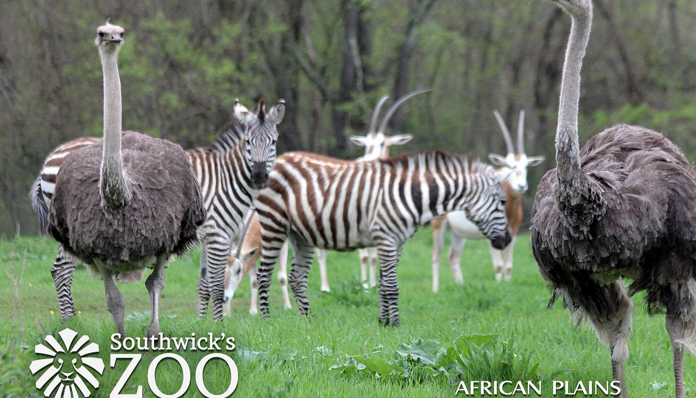 Southwick's Zoo (2025) - All You Need to Know BEFORE You Go (with Reviews)