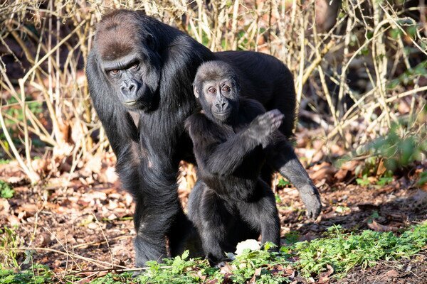 Woodland Park Zoo image