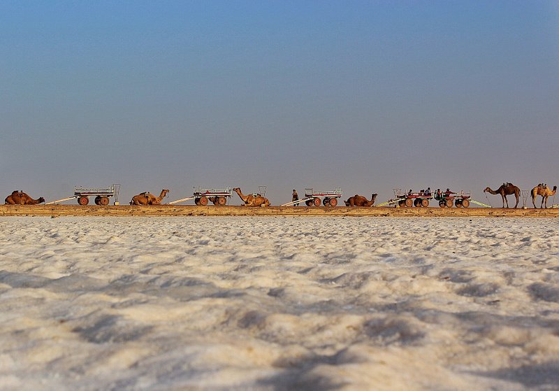 Camels resting on the Great Rann of Kutch in India