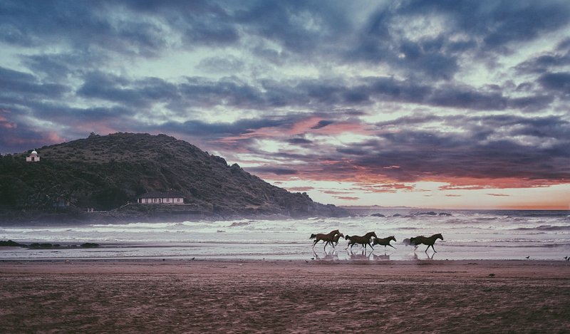 Horses running on a beach in Gokarna, India