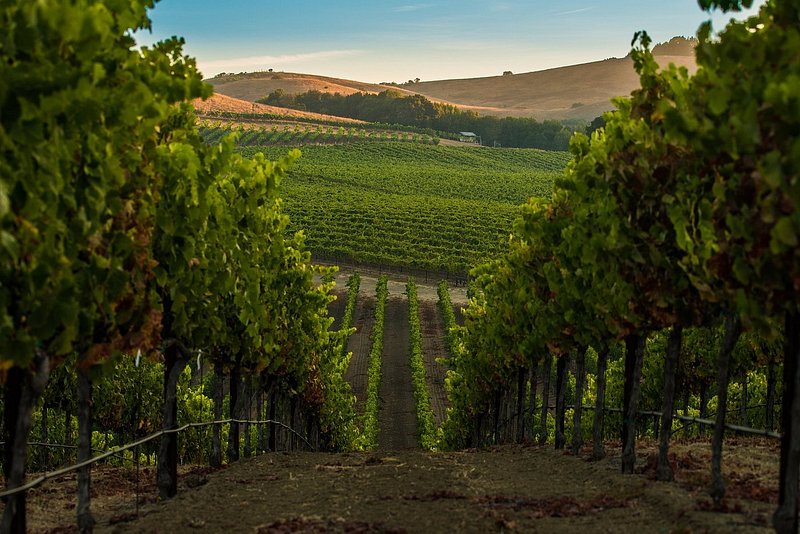 In between vines of vineyard sloping down hill