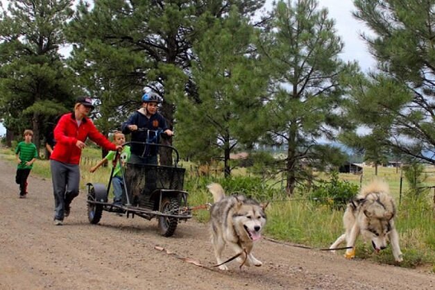 Kid on wheeled device being pulled by dogs 