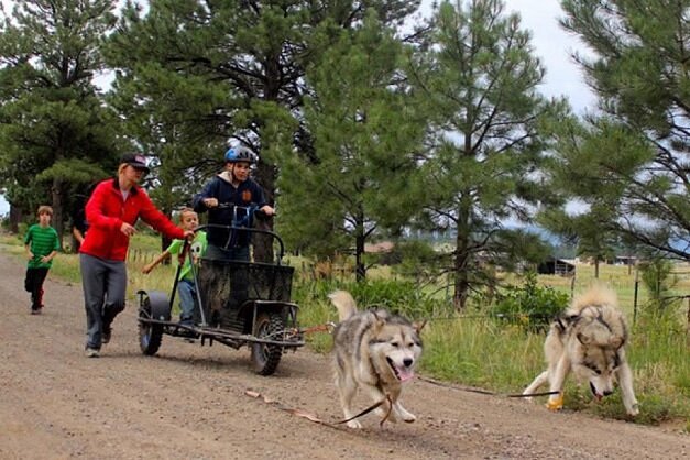 Kid on wheeled device being pulled by dogs