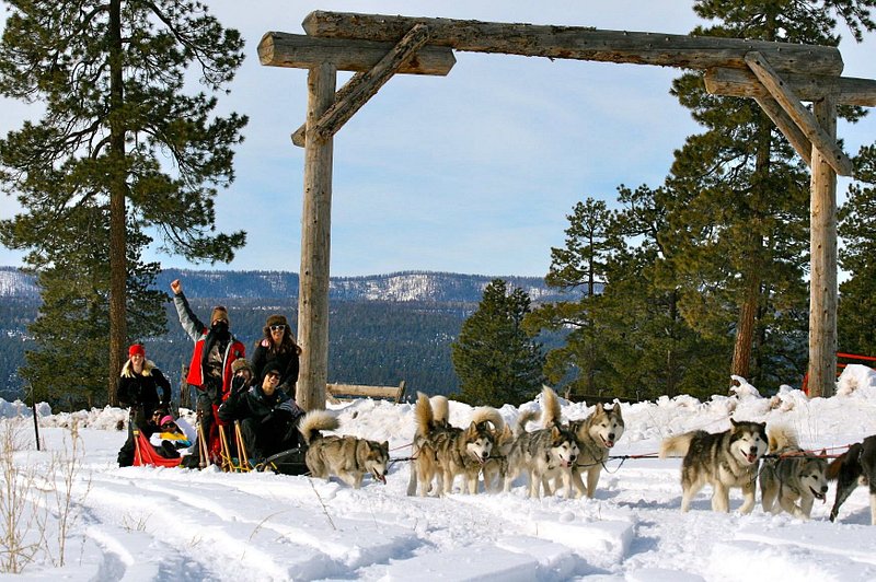People being pulled by several dogs on Pagosa Dogsled Adventures