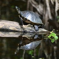 Corkscrew Swamp Sanctuary - All You Need to Know BEFORE You Go (2024)