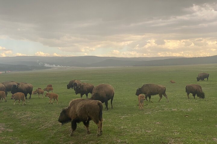 Tripadvisor | Geführter Ausflug zum Yellowstone-Nationalpark zur ...