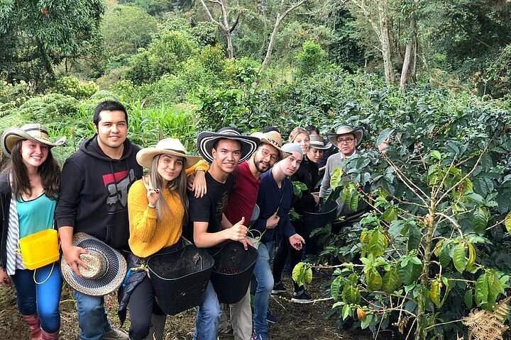 cocora valley and coffee farm day tour