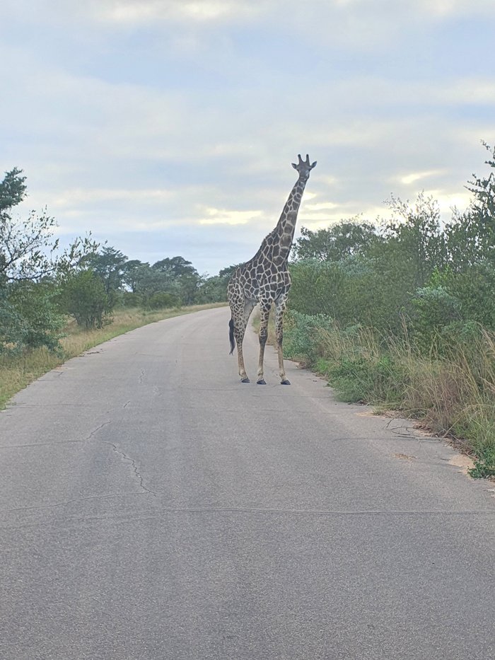 MBOMBELA KRUGER SAFARIS (South Africa/Skukuza, Mpumalanga) - Campground ...