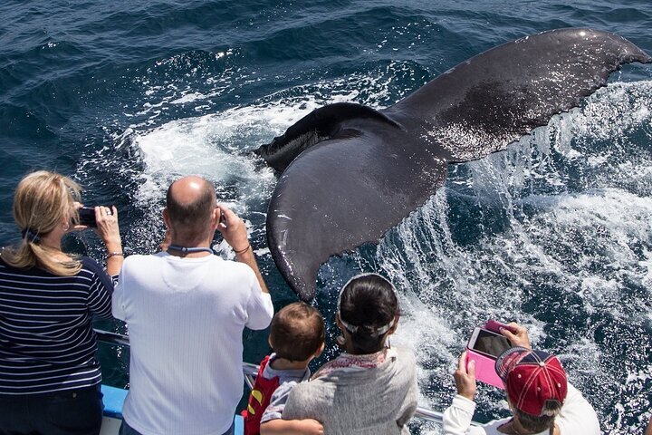 2024 (Newport Beach) Whale-Watching Cruise from Newport Beach