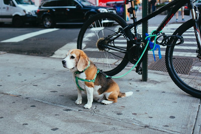 A small dog Tribeca, New York, United States