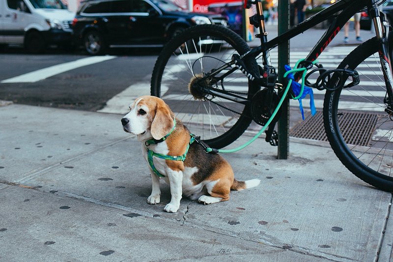 A small dog Tribeca, New York, United States