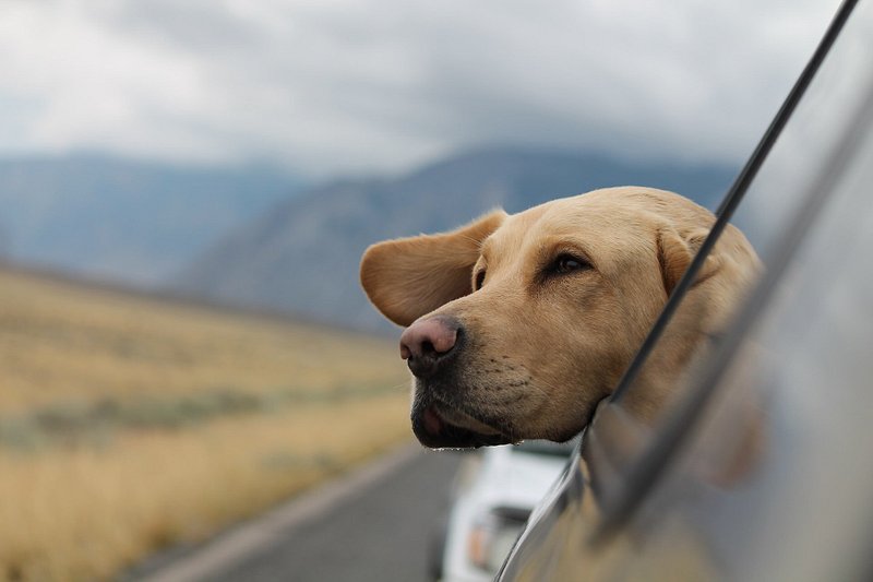A dog hanging out of a car window on a road trip