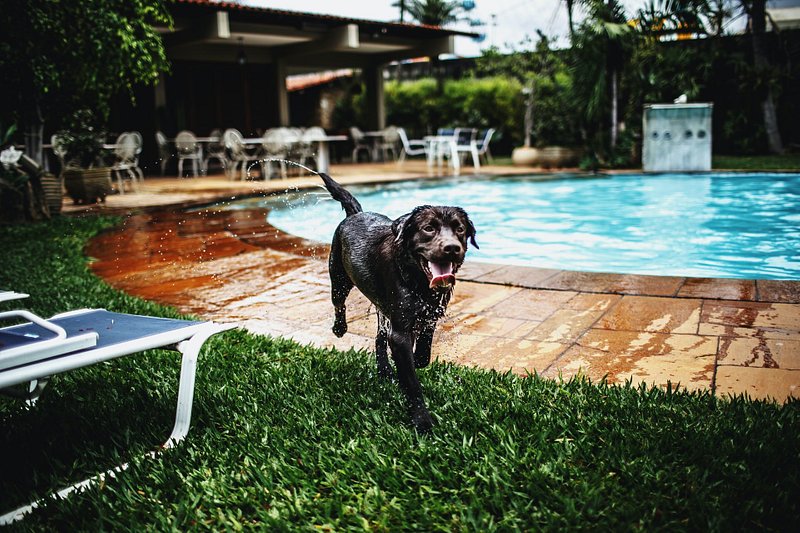A dog playing at a hotel pool