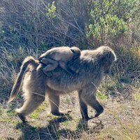 Cape of Good Hope (Table Mountain National Park) - All You Need to Know ...