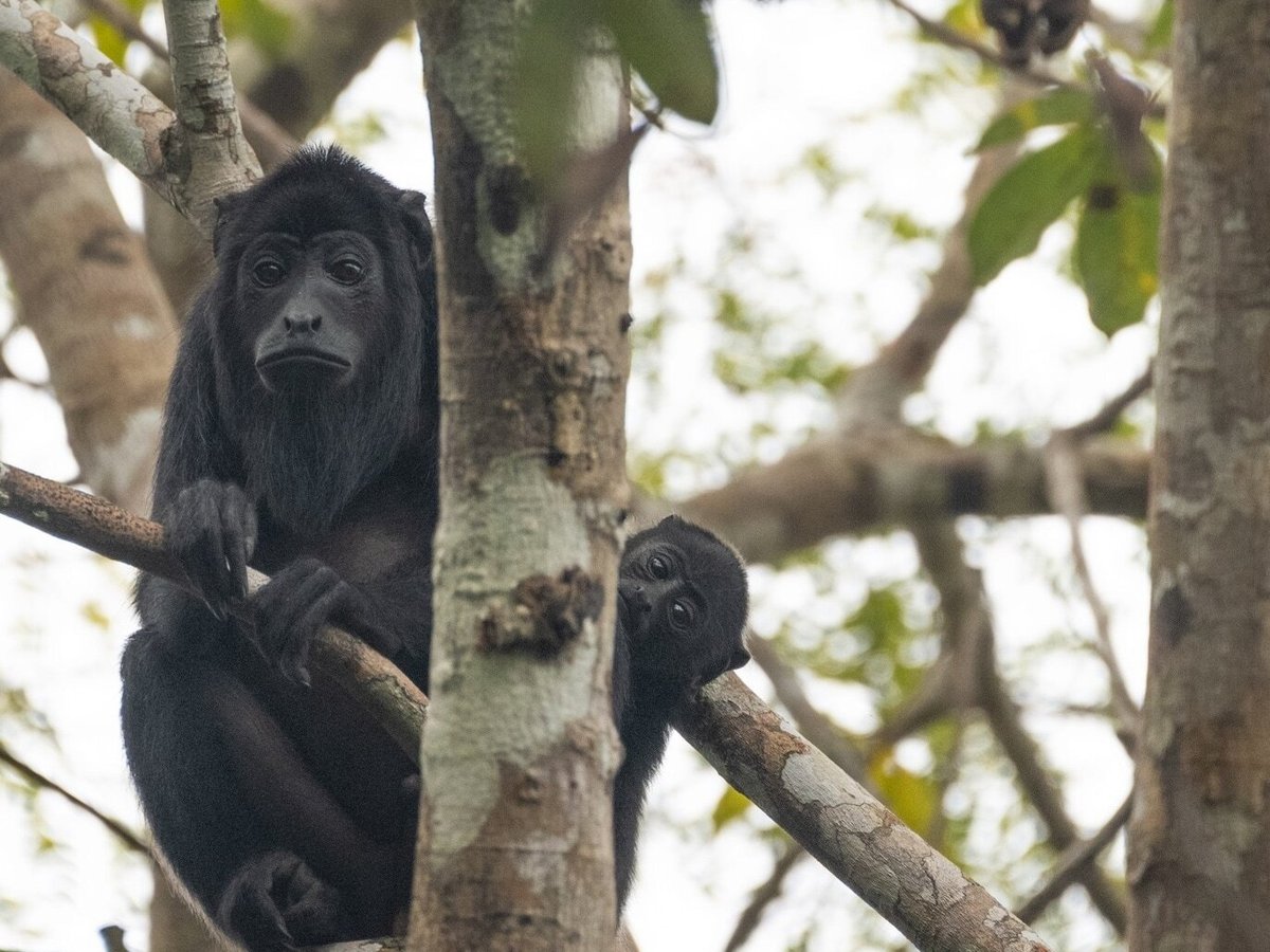 animals in the amazon basin