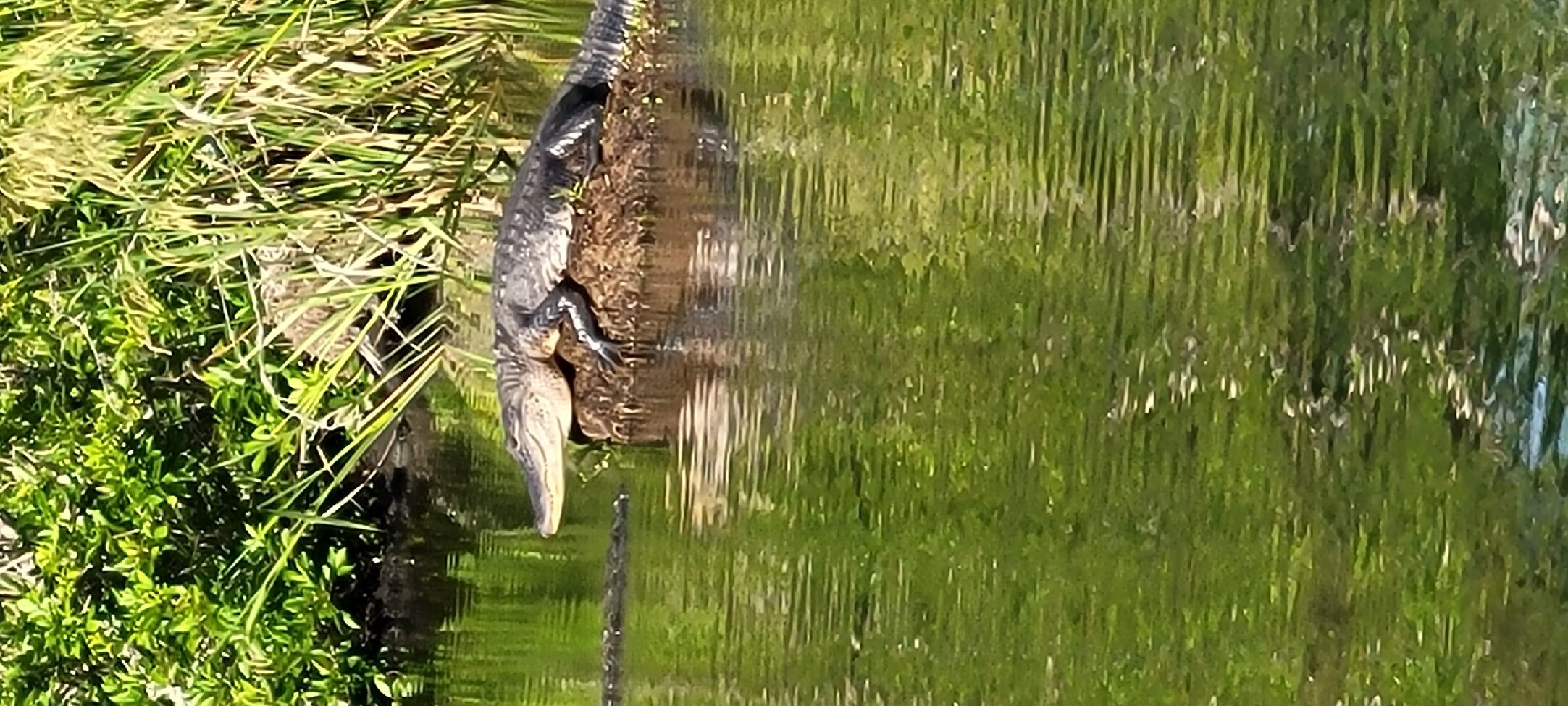 Zams Bayou Swamp Tours Kraemer Ce Quil Faut Savoir