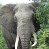 pennstatetraveler