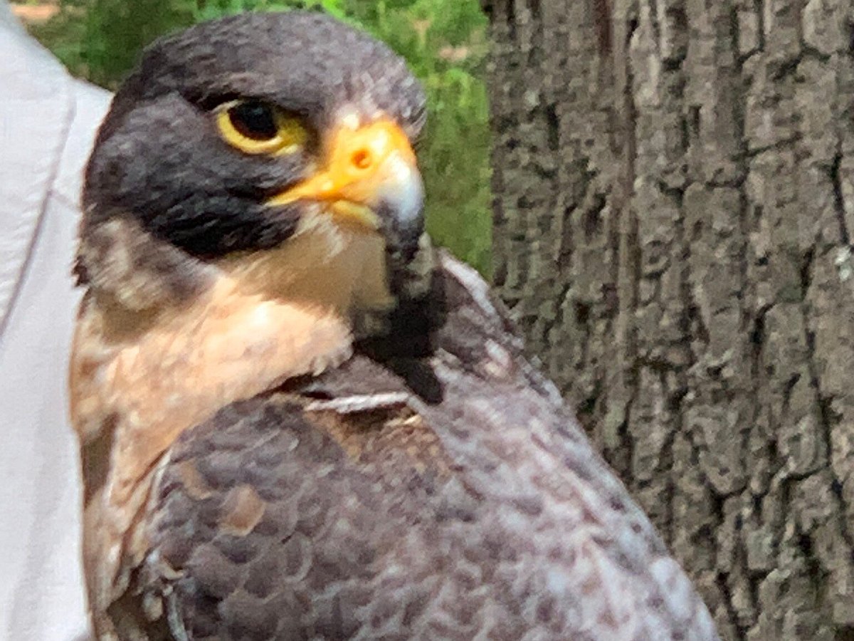 Birds of a feather: Falcons have super fans, friends in Asheville