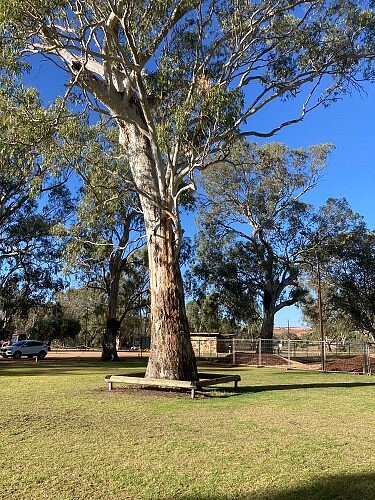 Loxton's Tree Of Knowledge image