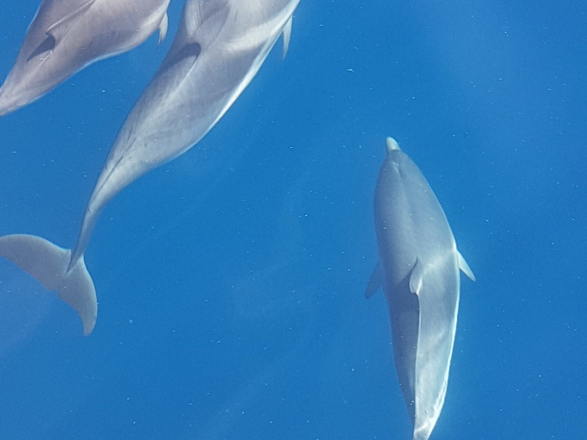 Moguntia - Nage avec Dauphins, Антиб: лучшие советы перед посещением -  Tripadvisor