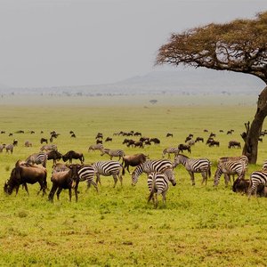 SERONERA (Serengeti National Park) - All You Need to Know BEFORE You Go