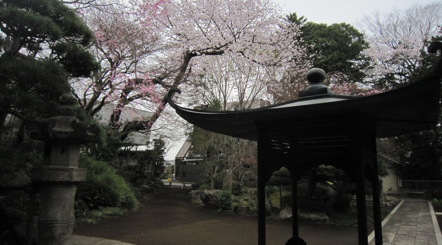 １６本堂前から見た桜 