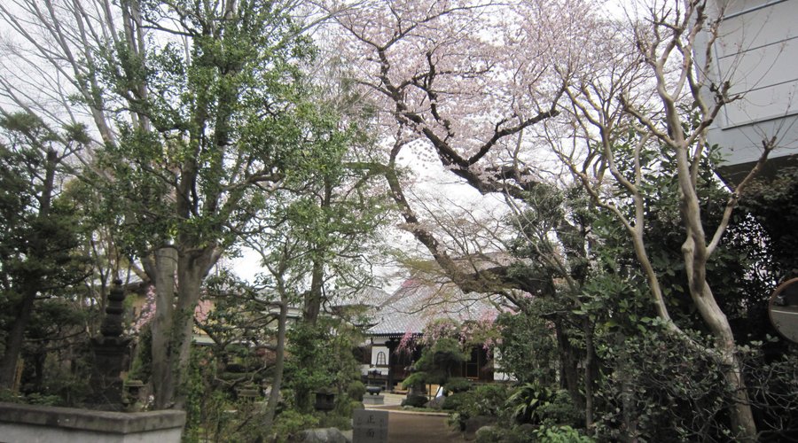 １７正面山門の右側入口からの桜、奥は本堂