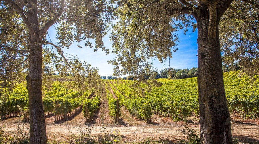 Quinta de Chocapalha Landscape