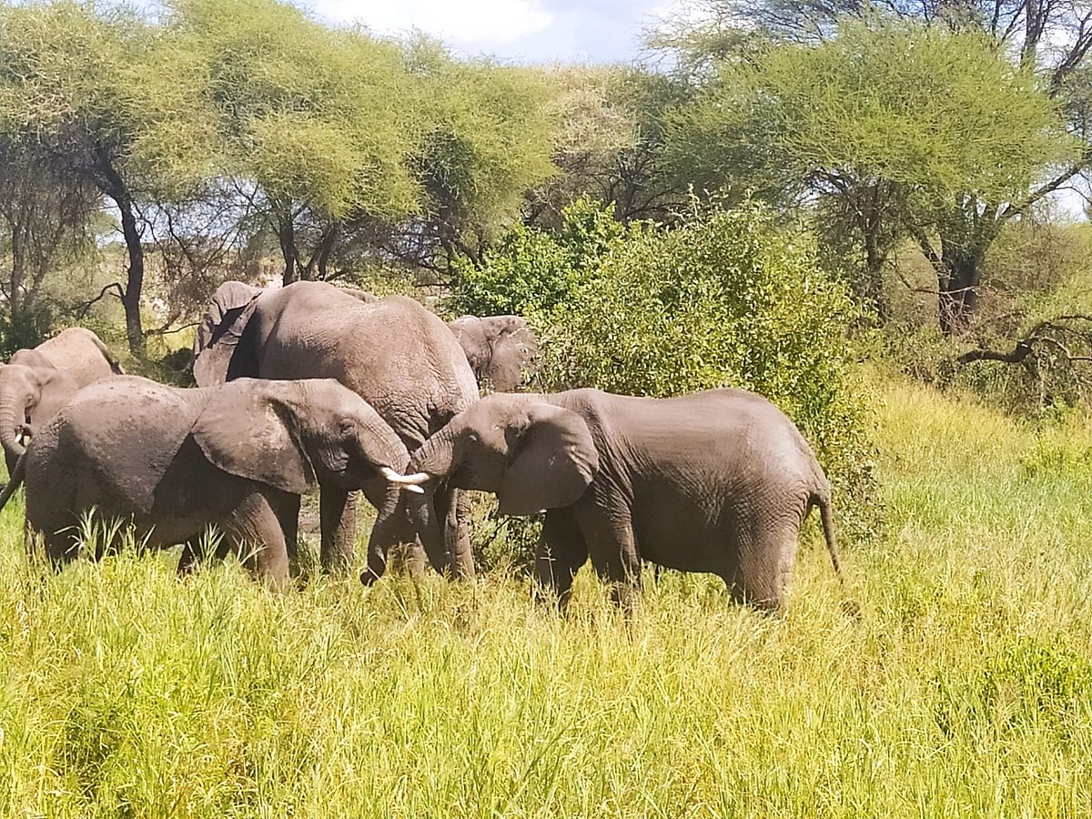 Anapa Travel Africa Tours (Arusha) - 2023 Alles Wat U Moet Weten Voordat Je Gaat - Tripadvisor