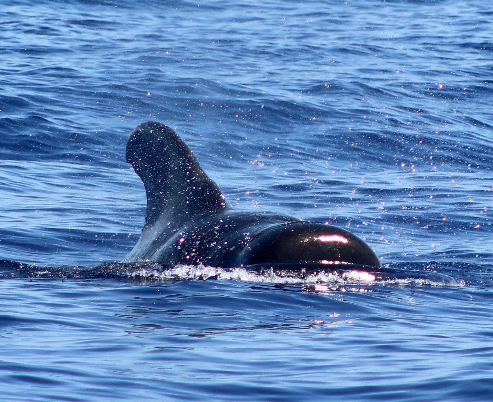 Dolphin Excursions Snorkel Adventure (Waianae) - All You Need to Know ...