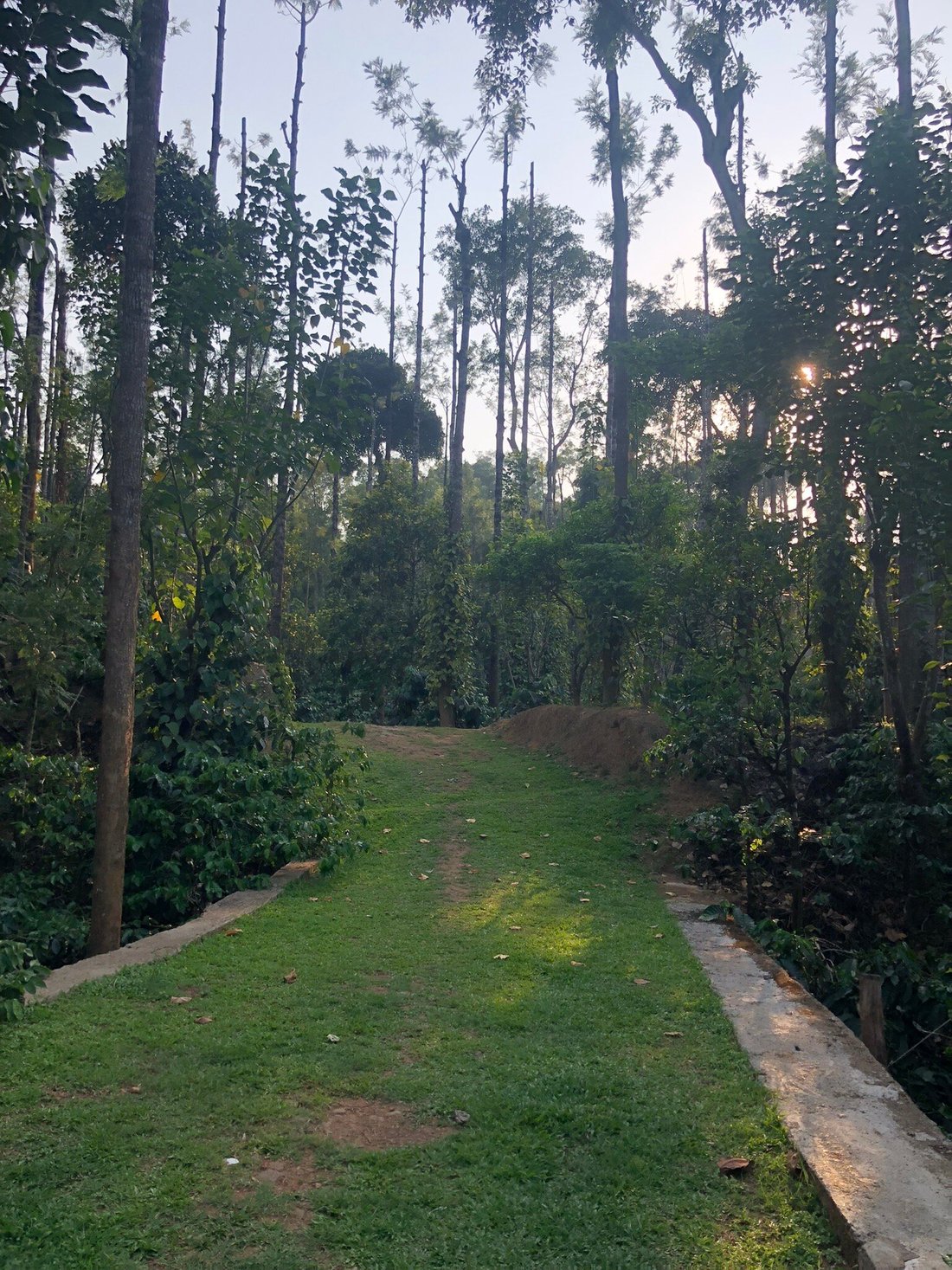 LITTLE JUNGLE HOME STAY (Kodagu (Coorg)/Madikeri) - Guesthouse Reviews ...