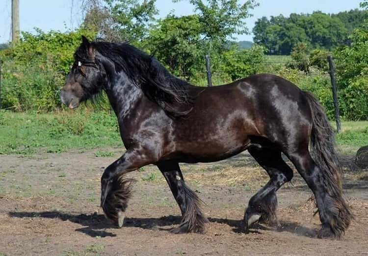 Serenity Farm Gypsy Horses image