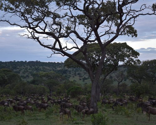 Luxury Migration Safari in November and December in Tanzania (HerdTracker)  (11 days)