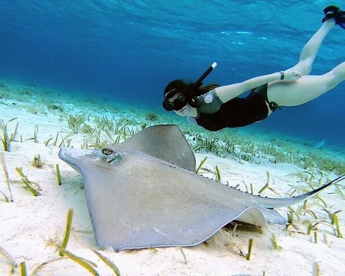 THE 10 BEST Cozumel Scuba Diving & Snorkeling (Updated 2023)