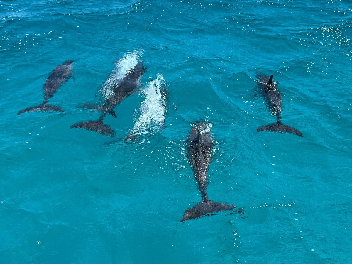 Dolphin Expeditions (Bimini) - All You Need to Know BEFORE You Go